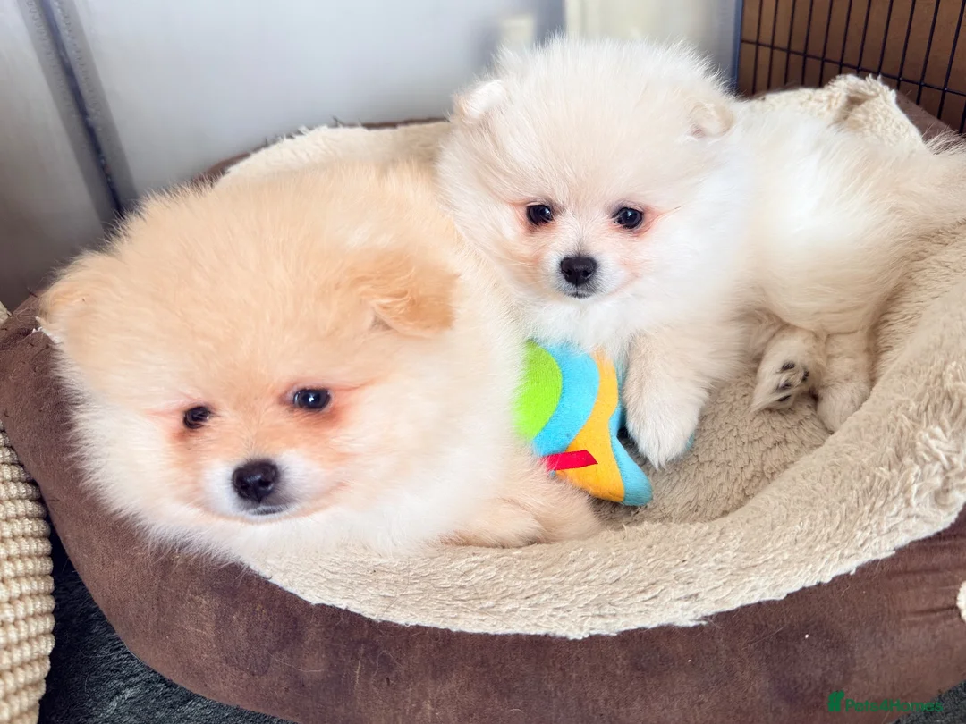 Pomeranian dogs for sale: Lovely Real Pomeranian Teddy Bear Puppies  - Advert 1
