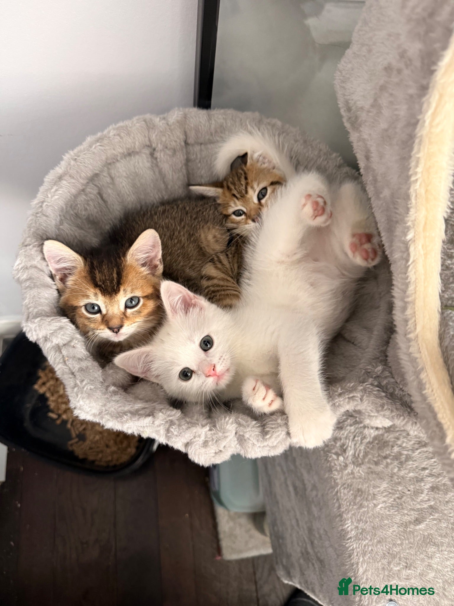 Mixed Breed cats Nice little kittens looking for new home - Advert 18