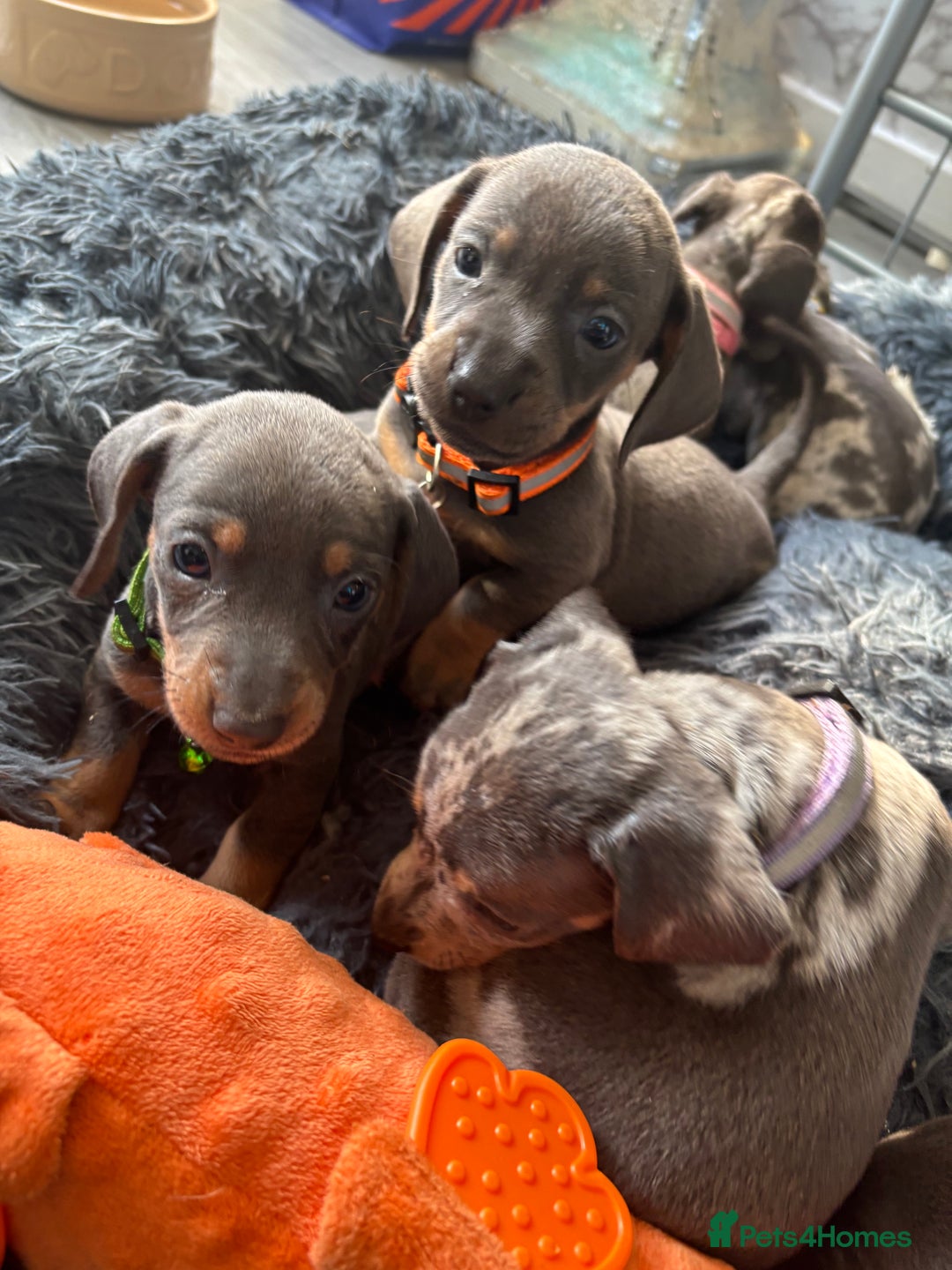 Dachshund dogs for sale: 7 beautiful dachshund baby’s  - Image 9