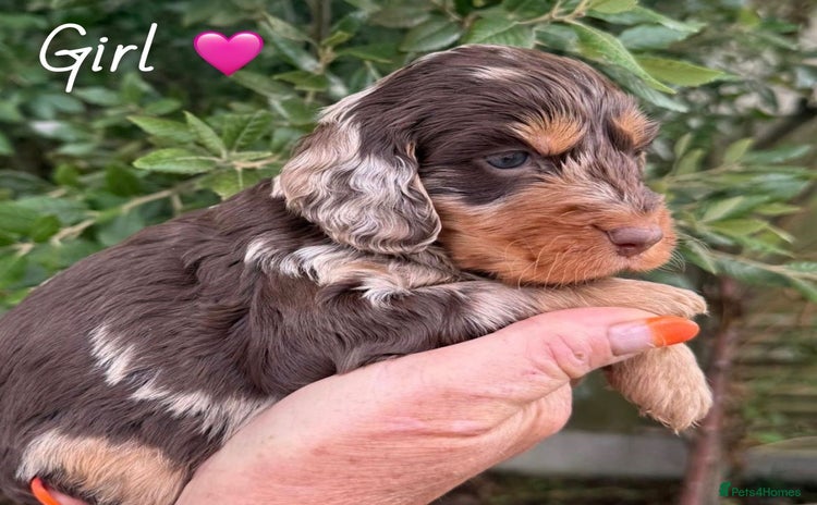 Cockapoo dogs - Advert 12