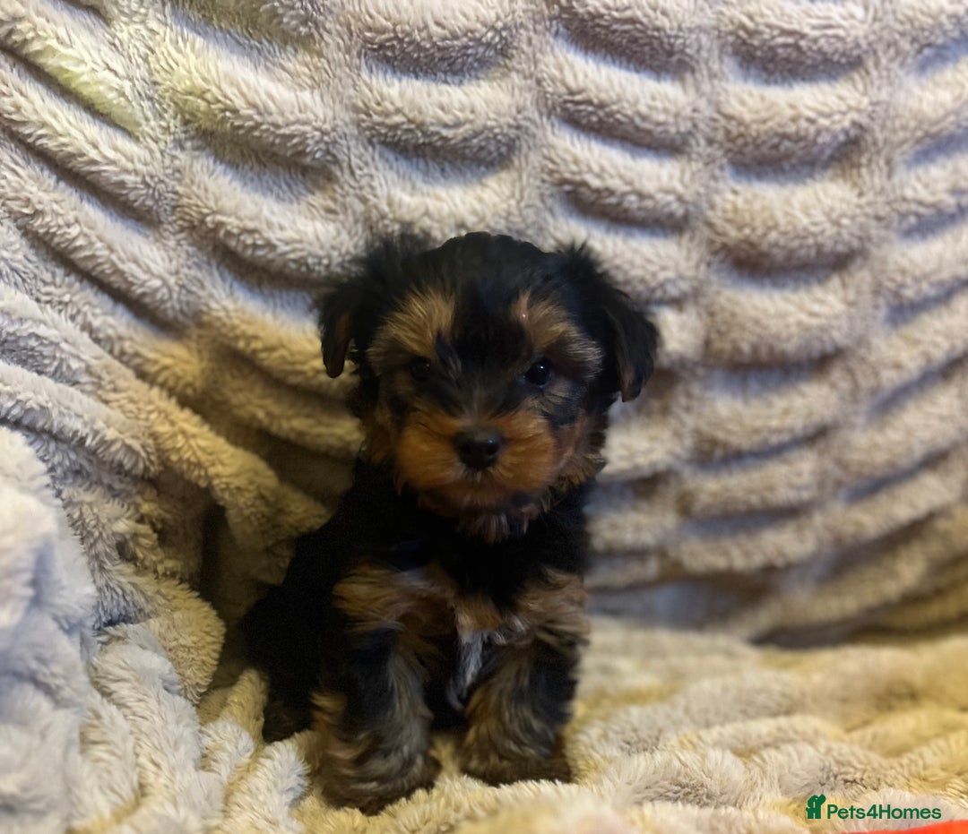 Yorkshire Terrier dogs for sale: Yorkshire terrier puppy’s  - Advert 3