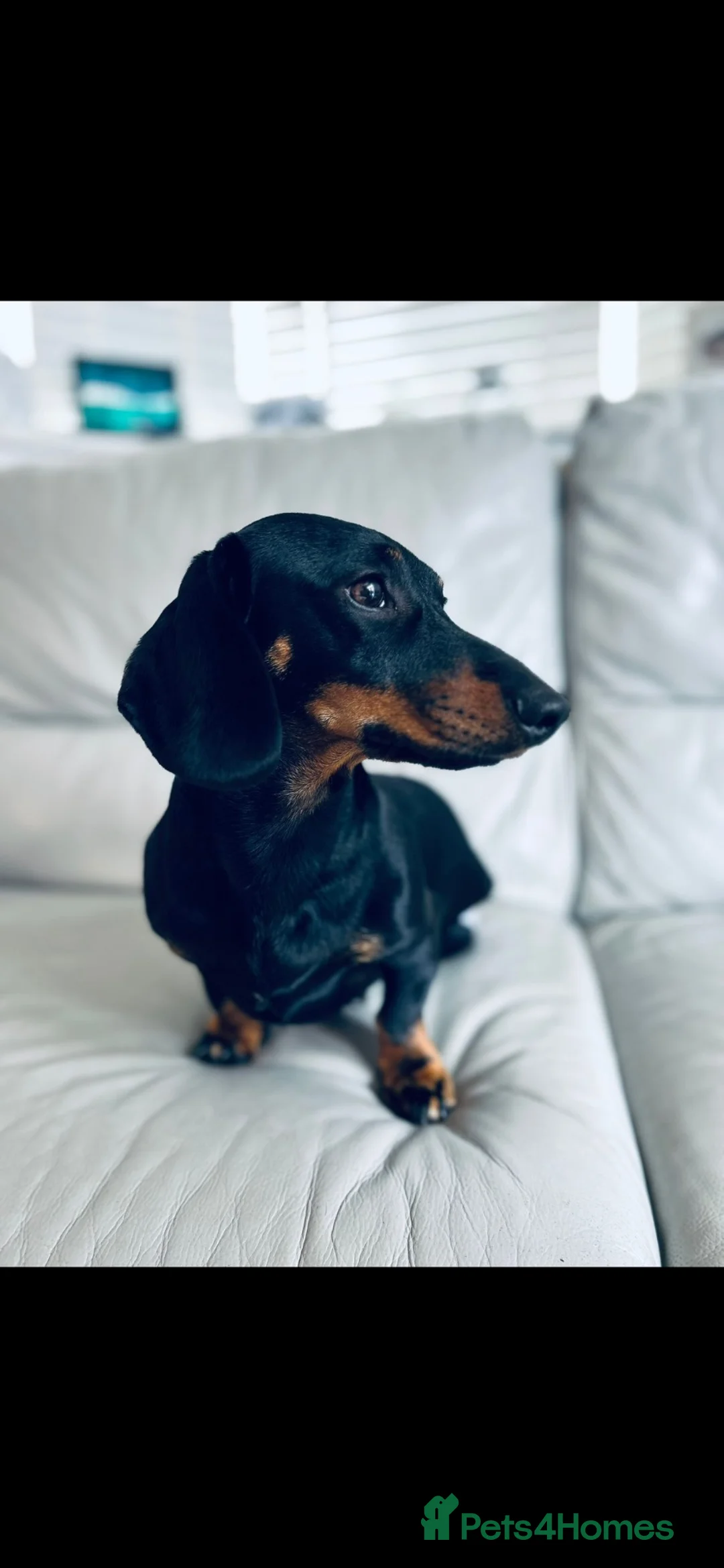 Miniature Dachshund dogs for sale: Miniature short haired Black and Tan puppies  - Advert 13