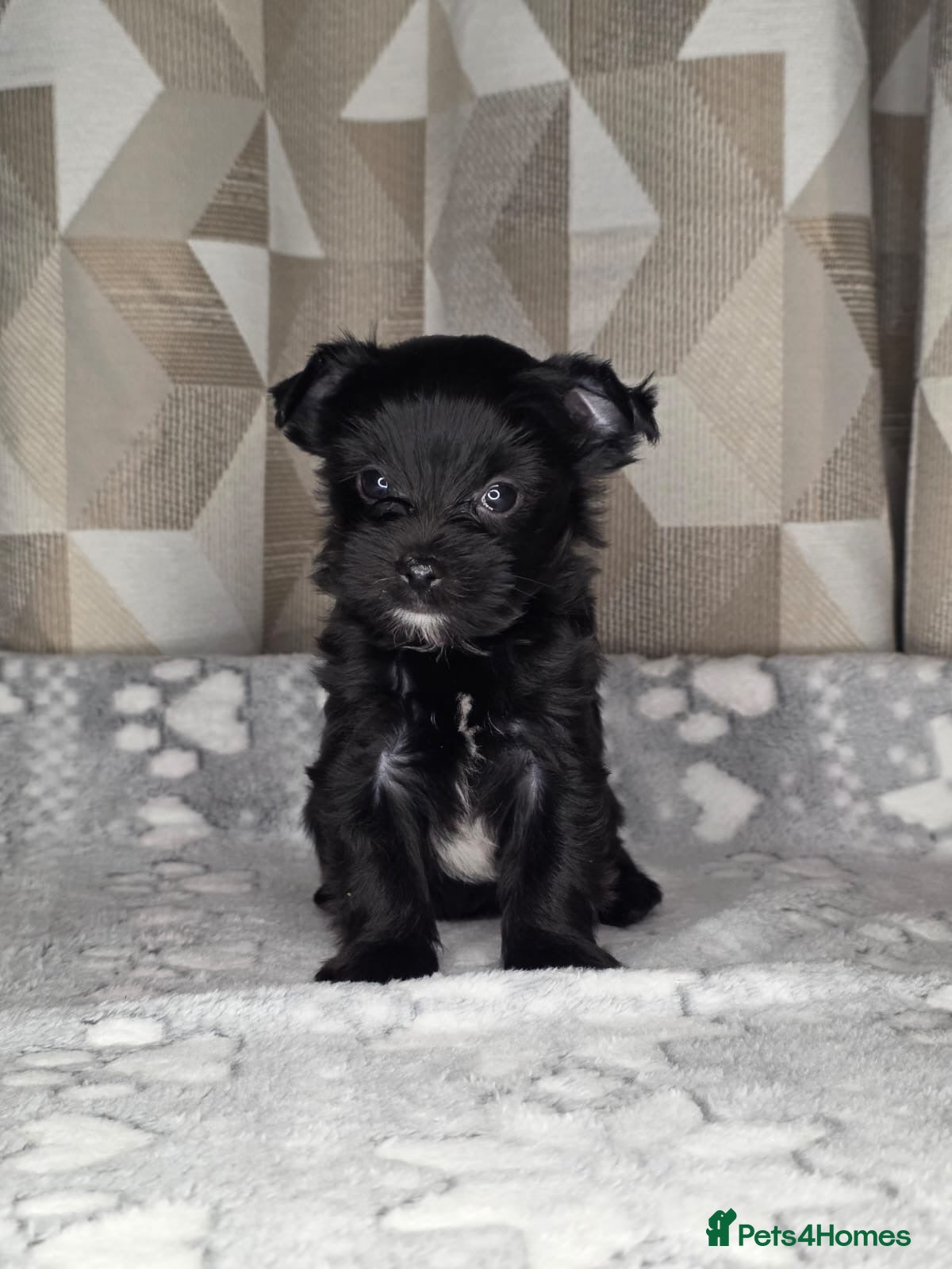 Yorkshire Terrier dogs For sale Tiny Yorkshire Terrier - Advert 3