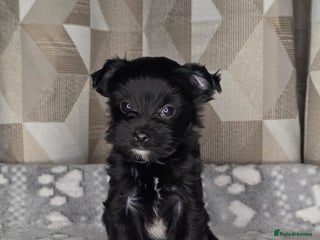 Yorkshire Terrier dogs For sale Tiny Yorkshire Terrier - Advert 3