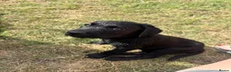 Labrador Retriever dogs for sale: LABRADOR RETRIEVER–HEALTH TESTED, FULLY VACCINATED - Advert 36
