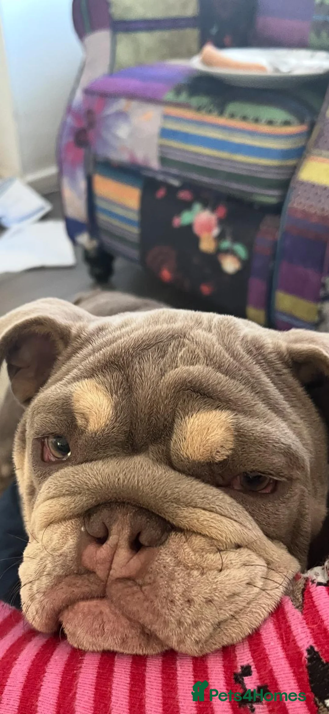 English Bulldog dogs for sale: english bulldog - Advert 5