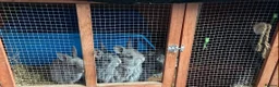 Mixed Breed rabbits for sale: Baby rabbits 10 available  in Telford - Advert 1
