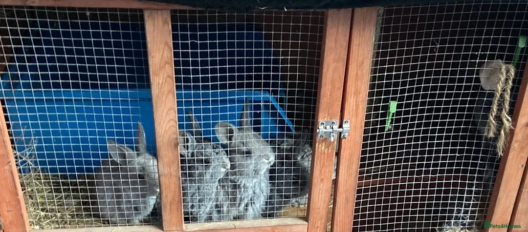 Mixed Breed rabbits for sale: Baby rabbits 10 available  in Telford - Advert 1