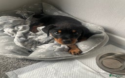 Rottweiler dogs for sale: Selling an 11 weeks old Rottweiler puppy. - Advert 3