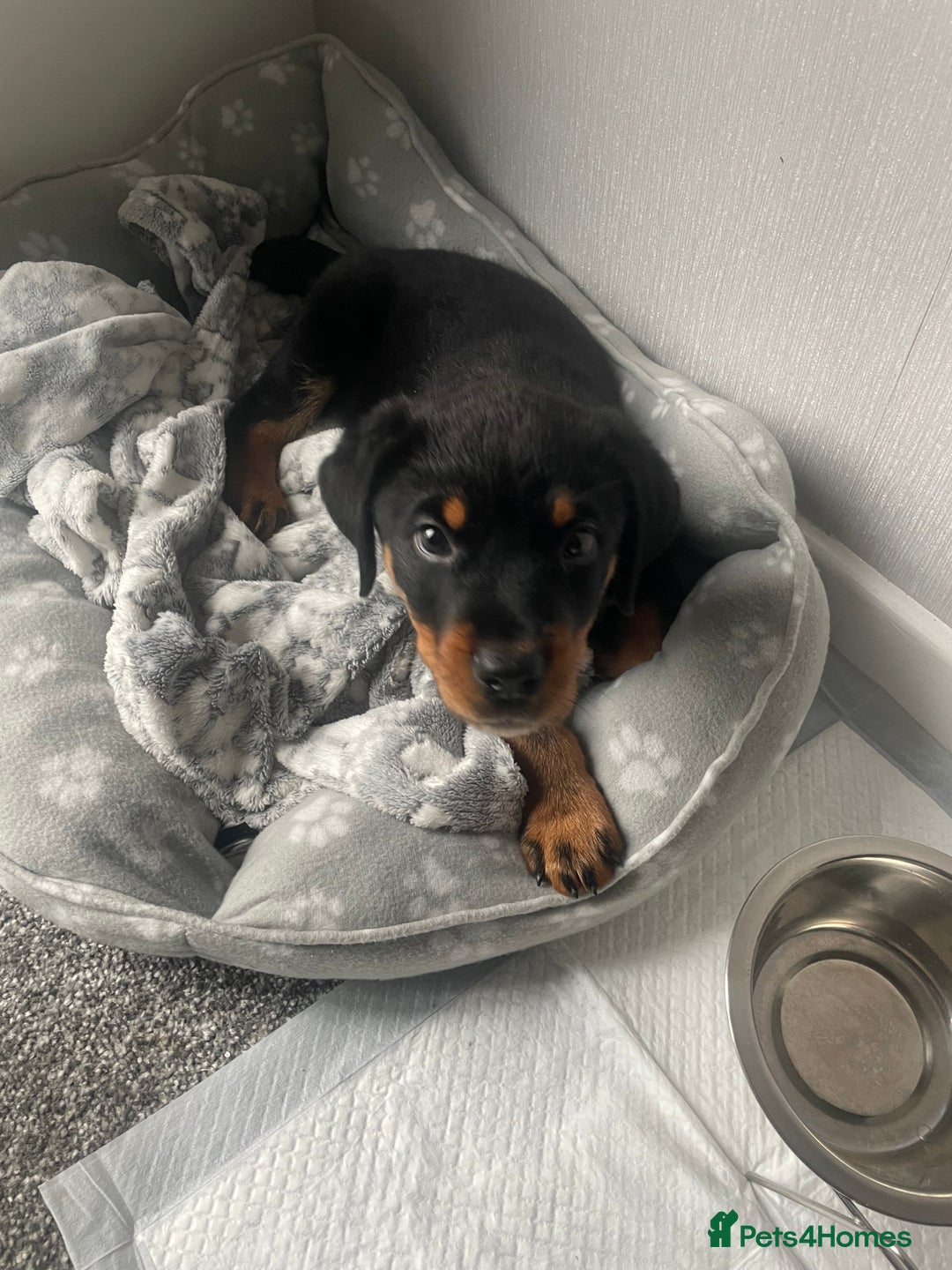 Rottweiler dogs for sale: Selling an 11 weeks old Rottweiler puppy. - Advert 3