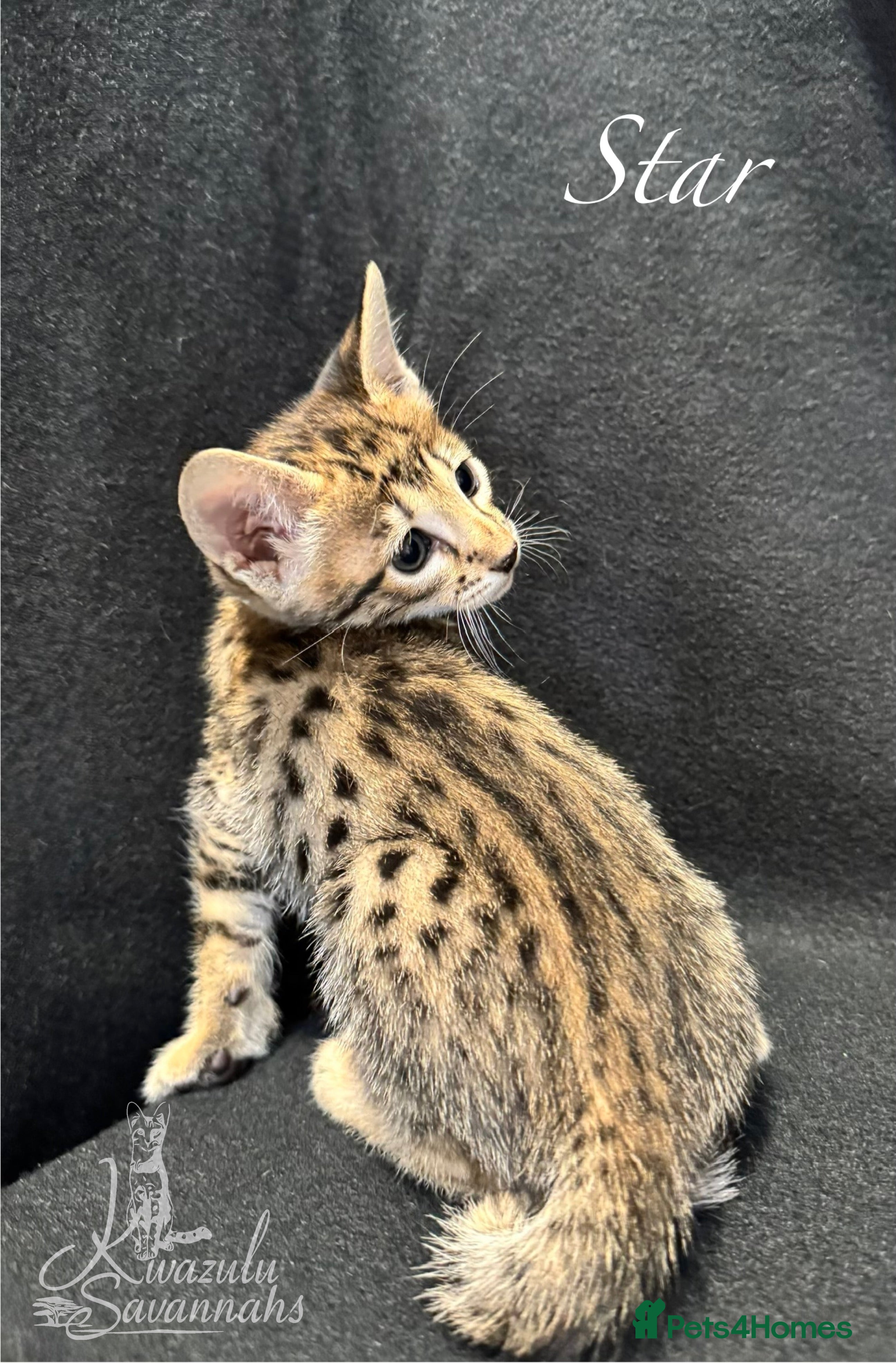 Savannah cats Excellent Quality Tica Registered Purebred kittens - Advert 1