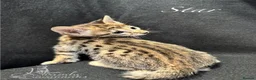 Savannah cats for sale: Excellent Quality Tica Registered Purebred kittens - Advert 35
