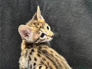 Savannah cats Excellent Quality Tica Registered Purebred kittens - Advert 7