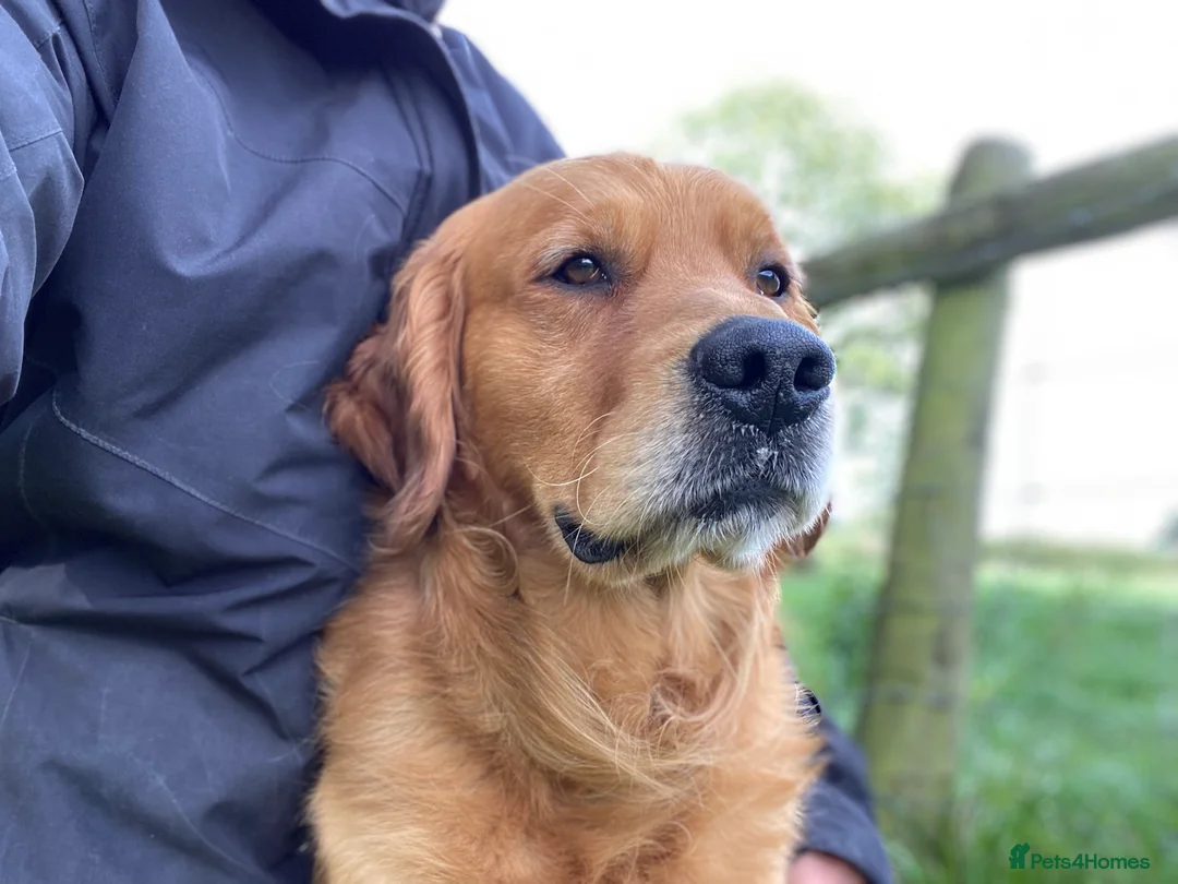 Golden Retriever dogs for stud: Rufus Golden Retriever Stud in Church Stretton - Advert 6