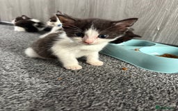 Domestic Shorthair cats for sale: Beautiful kittens  - Image 11