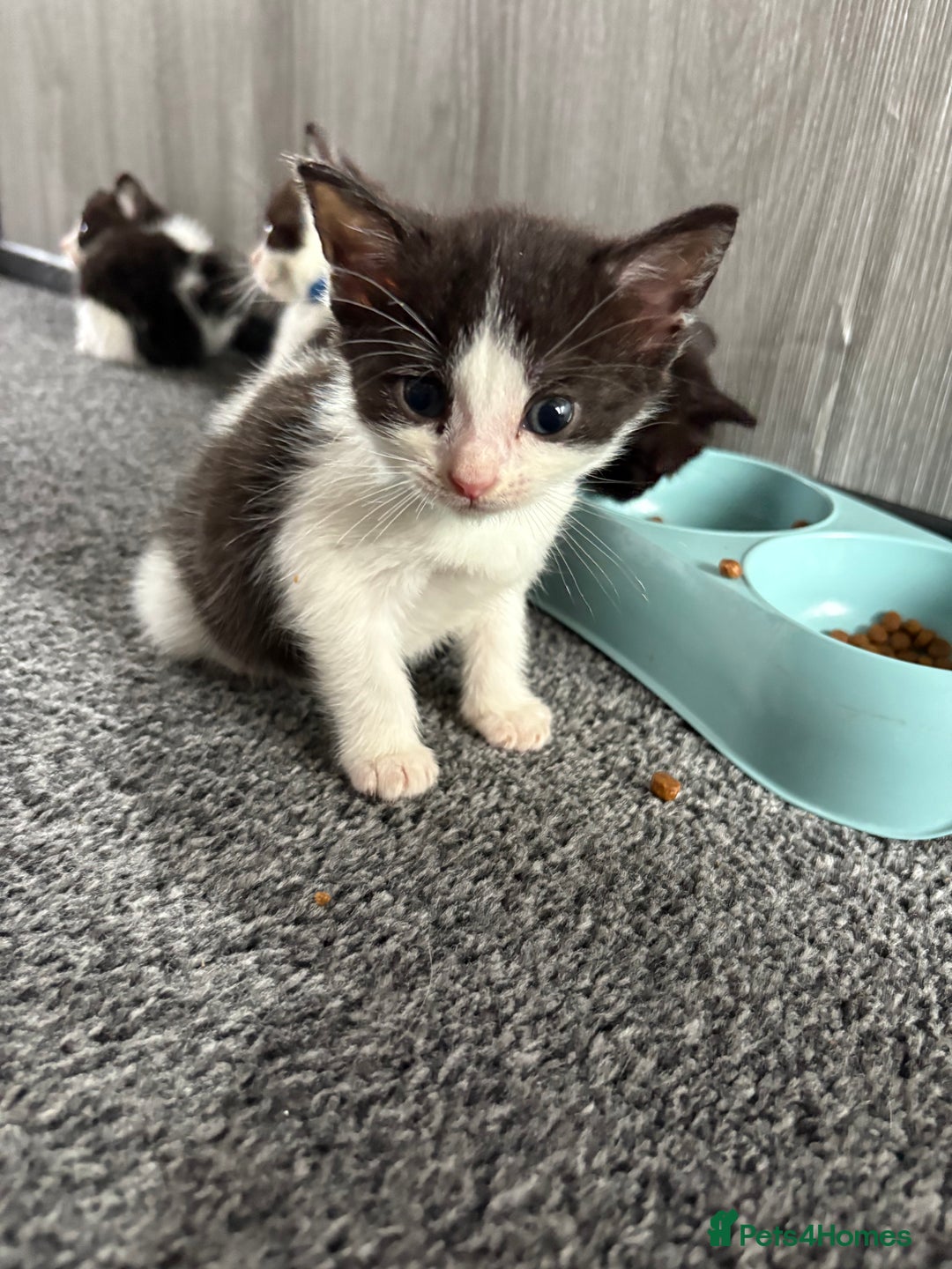 Domestic Shorthair cats for sale: Beautiful kittens  - Image 11