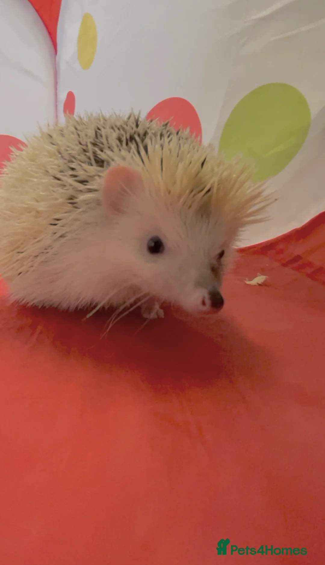 Pygmy Hedgehog rodents for sale: Lovely Young Adult Male African Pygmy Hedgehogs  - Advert 1