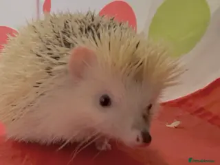 Pygmy Hedgehog rodents Lovely Young Adult Male African Pygmy Hedgehogs - Advert 13