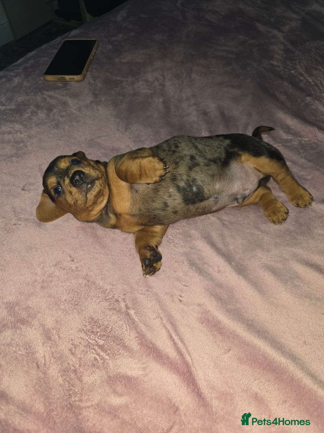 Miniature Dachshund dogs for sale: True to type kc dad home raised both parents here - Advert 18