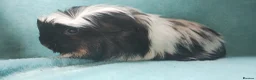 Guinea Pig rodents for sale: Boy guinea pigs  - Advert 3