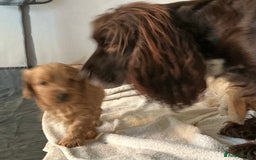 Cockapoo dogs for sale: Boys cockerpoo puppies - Advert 10