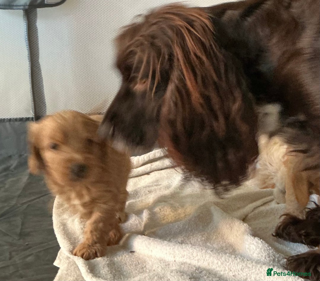 Cockapoo dogs for sale: Boys cockerpoo puppies - Advert 10