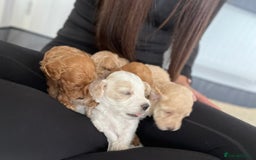 Mixed Breed dogs for sale: Cockapoochon Puppies.  - Image 29