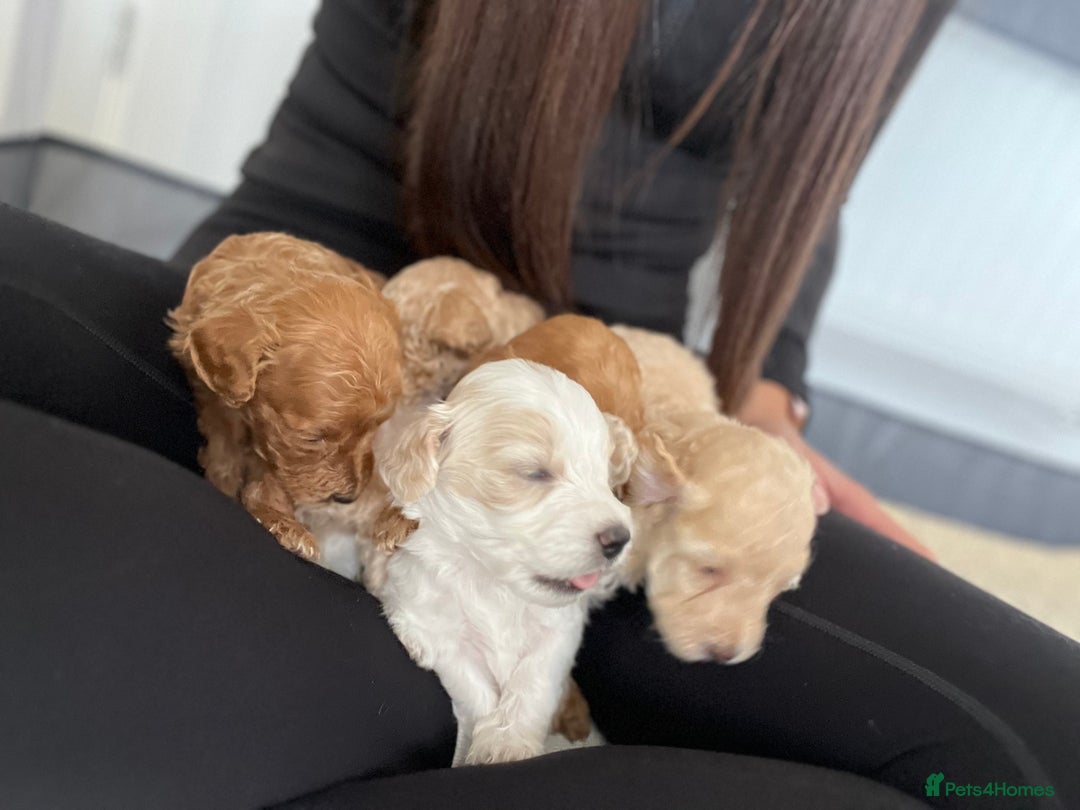 Mixed Breed dogs for sale: Cockapoochon Puppies.  - Image 29