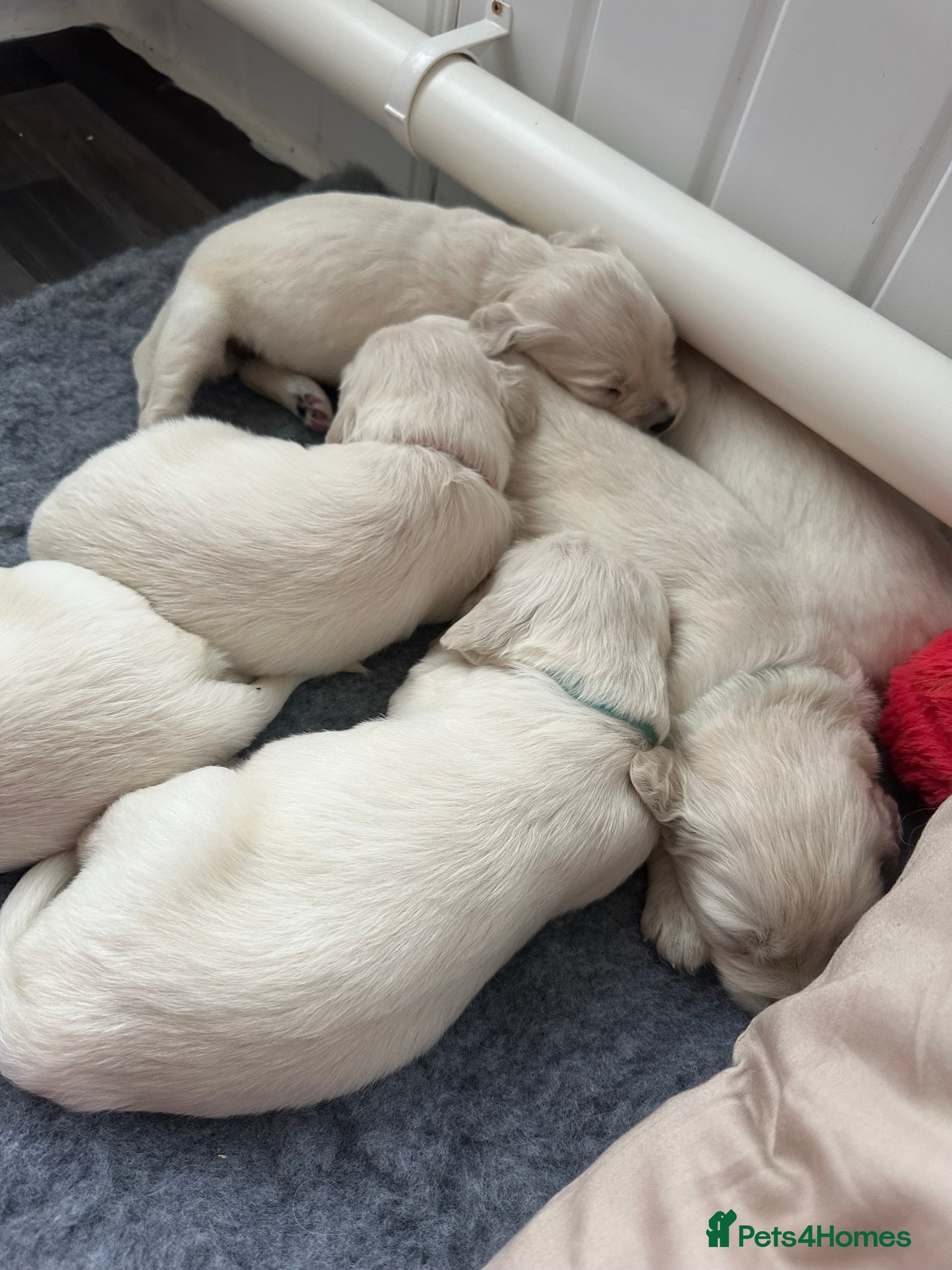 Golden Retriever dogs Beautiful kc reg cream golden retriever puppies - Advert 4