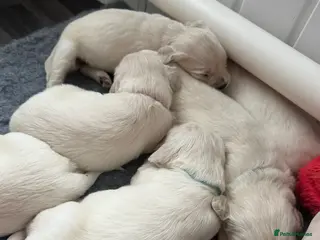 Golden Retriever dogs Beautiful kc reg cream golden retriever puppies - Advert 4