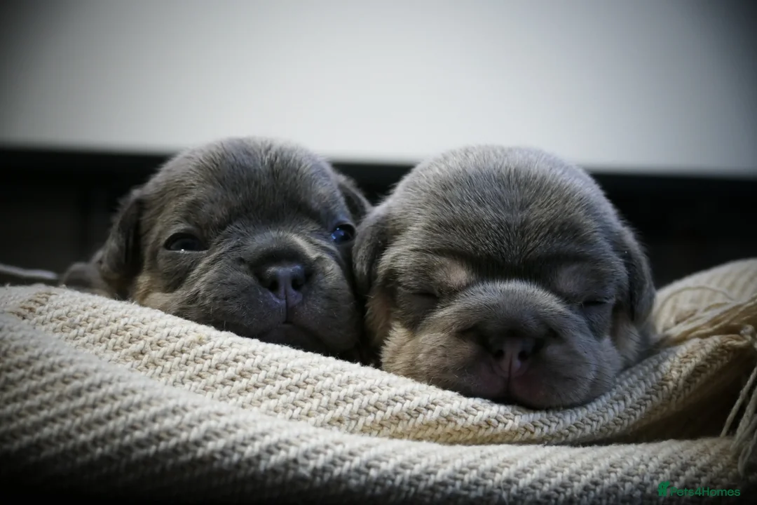 French Bulldog dogs for sale: 🔥 Exceptional Quality Puppies 🔥 - Advert 7