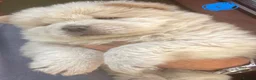 Chow Chow dogs for sale: Beautiful Kc registered chow chow puppies - Advert 4