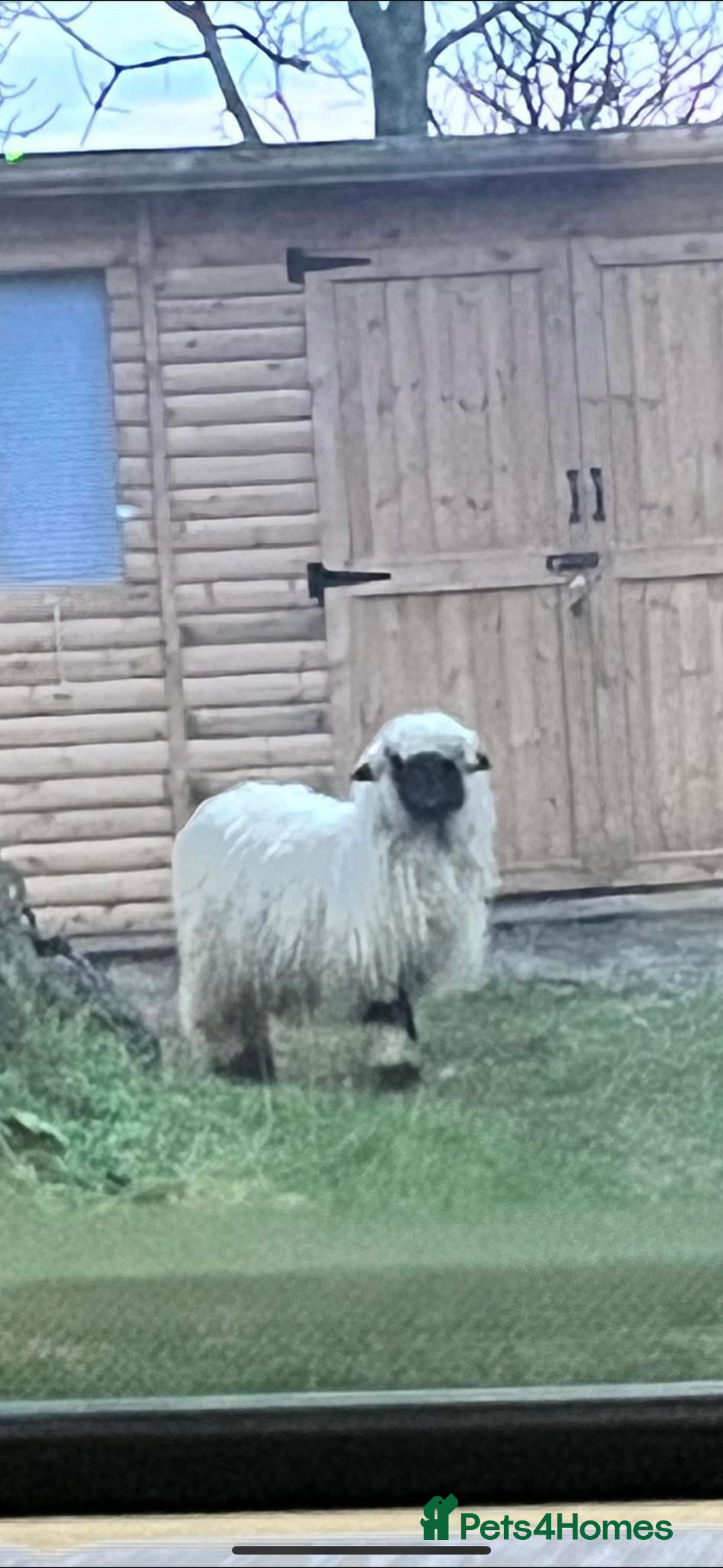 Sheep livestock for sale: Valais blacknose sheep 3year old  - Advert 4