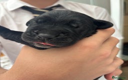 Cane Corso dogs for sale: 🐾Cane Corso Pups ready for Their Forever Homes!🐾 - Image 2