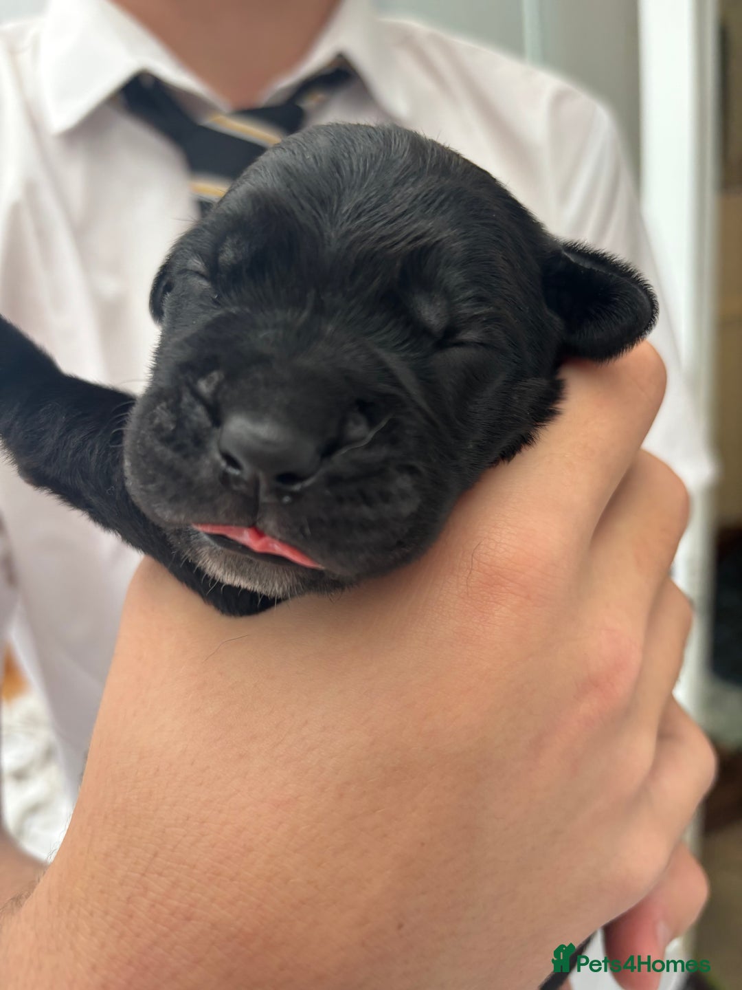 Cane Corso dogs for sale: 🐾Cane Corso Pups ready for Their Forever Homes!🐾 - Image 2