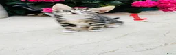 Mixed Breed cats for sale: Lovely kitten full of energy and love - Advert 8