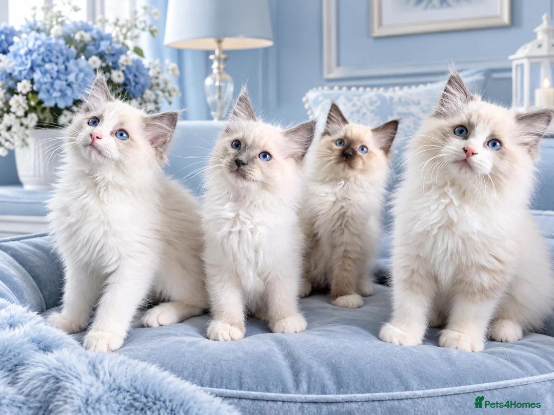 Ragdoll cats for sale: GCCF-registered Ragdoll kittens - Advert 1