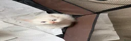 Ragdoll cats for sale: Ragdoll kittens in Wakefield - Advert 6