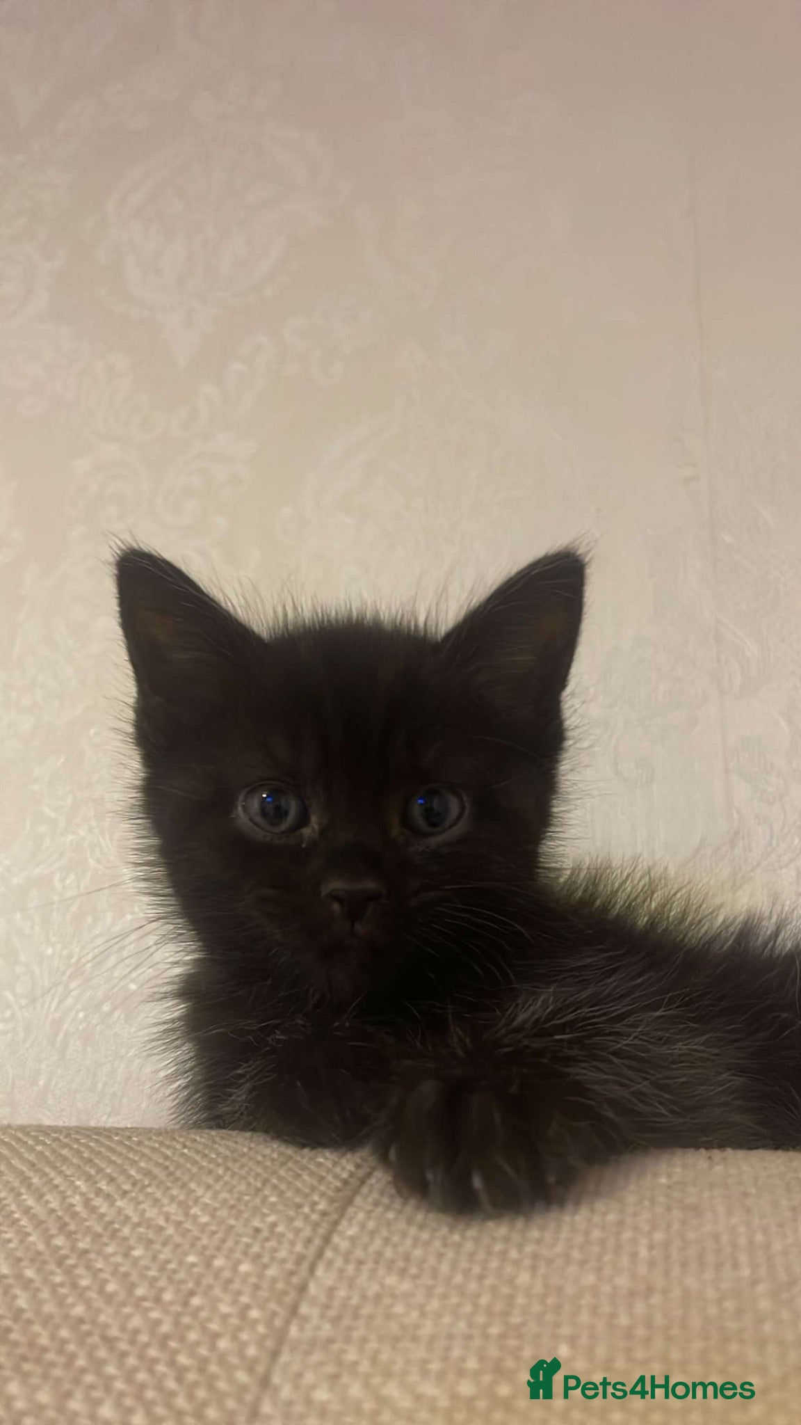 Mixed Breed cats 3 kittens looking for their forever homes  - Advert 2