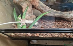 Gecko reptiles for sale: Two crested gecko girls with their terrarium  - Image 4