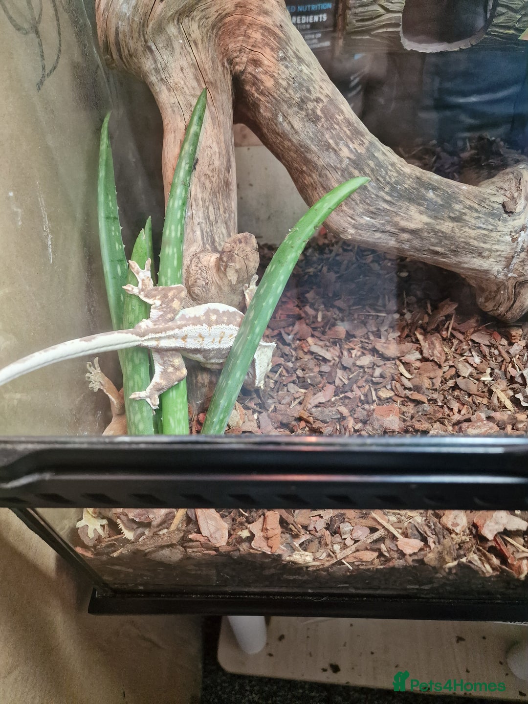 Gecko reptiles for sale: Two crested gecko girls with their terrarium  - Image 4