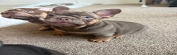 French Bulldog dogs for sale:  MASSIVELY REDUCED AGAIN!!READY TO LEAVE-frenchies - Advert 13