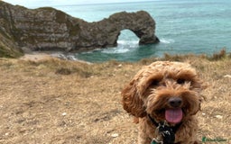 Cockapoo dogs for sale: 🐾 Expected F1 Top Class 🐾  - Image 5