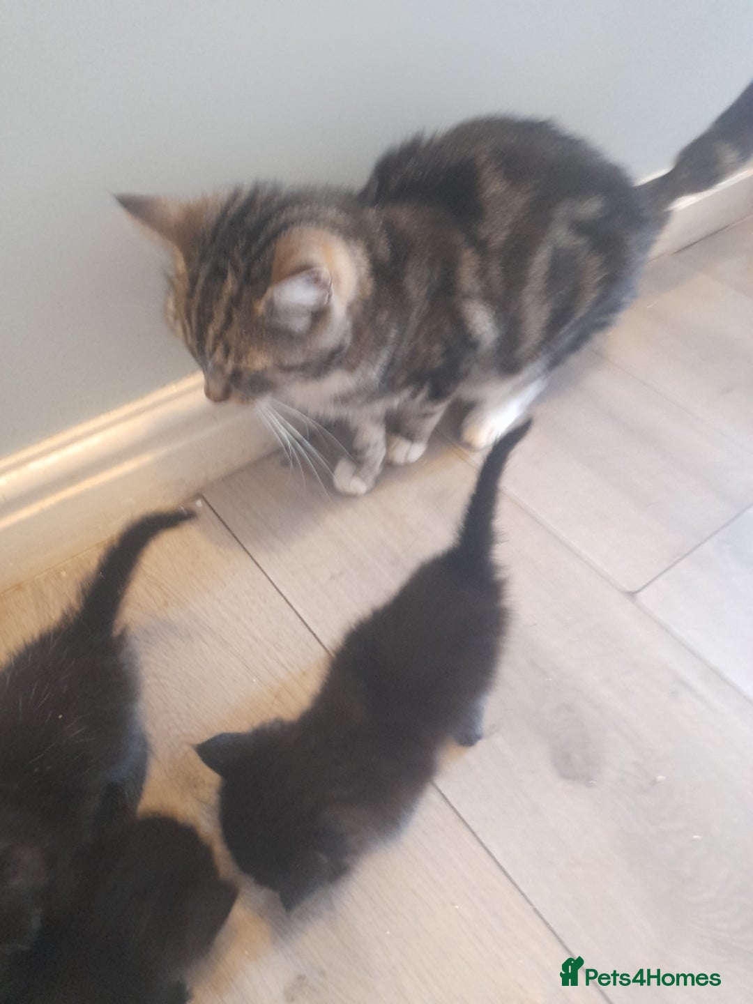 Mixed Breed cats for sale: 3 Black male kittens - Image 7