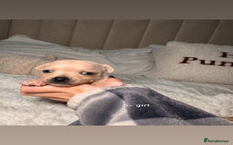 Chiweenie dogs for sale: chiweenie (dachshund x chihuahua) puppies - Image 16