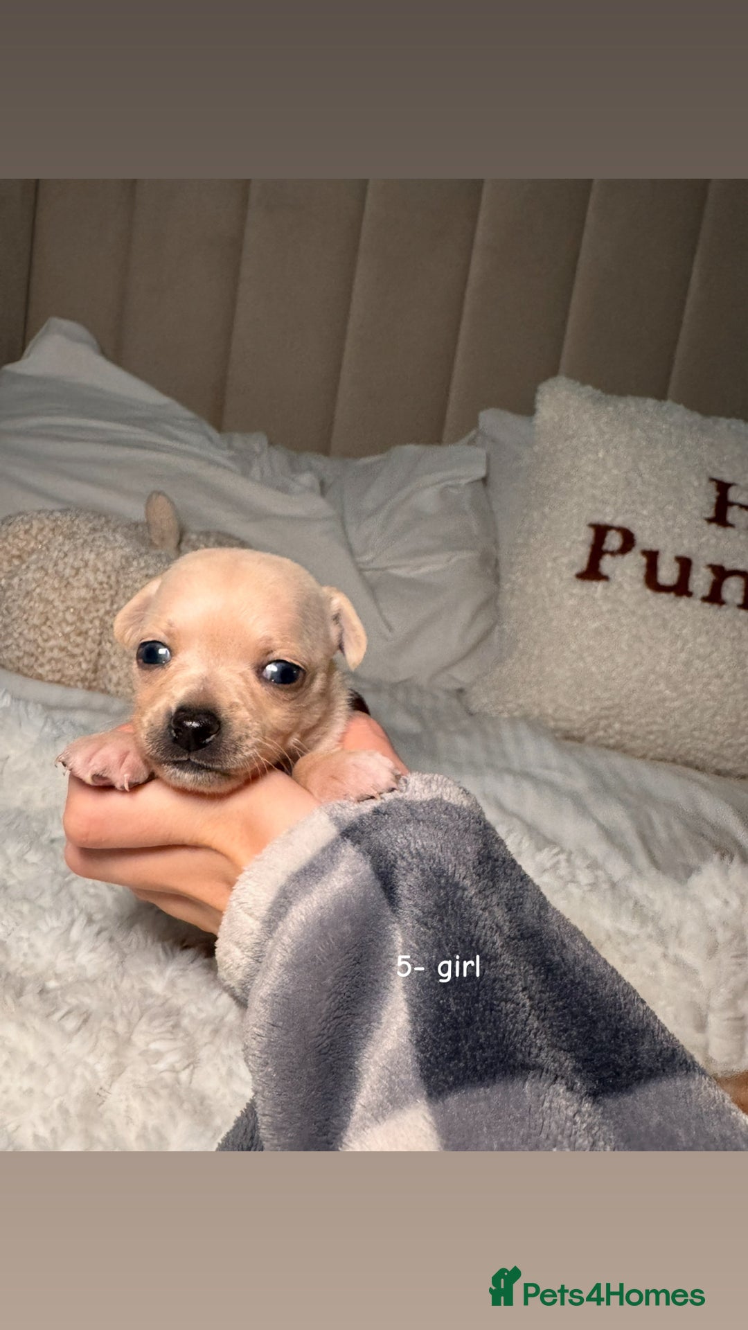 Chiweenie dogs for sale: chiweenie (dachshund x chihuahua) puppies - Image 16