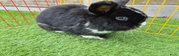 Mini Lop rabbits for sale: 1 year old lovely mini lop named Oreo  - Advert 1