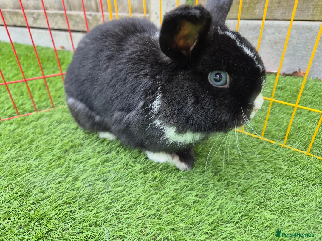 Mini Lop rabbits for sale: 1 year old lovely mini lop named Oreo  - Advert 1