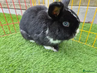 Mini Lop rabbits 1 year old lovely mini lop named Oreo - Advert 1