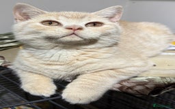 British Shorthair cats for sale: British Short Hair Cream Kitten in London - Image 4